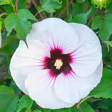 Image result for Hibiscus engleri