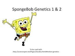 With the mouse genetics (one trait) gizmoâ„˘, you will study how one trait, or feature, is inherited. Ppt Spongebob Genetics 1 2 Powerpoint Presentation Free Download Id 1895456