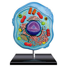 Check spelling or type a new query. Famemaster 4d Science Animal Cell Anatomy Model 26700 Anatomy Toys Games Liptoncup Com