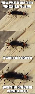 Love Bug Season Florida Miss Florida Visit Florida