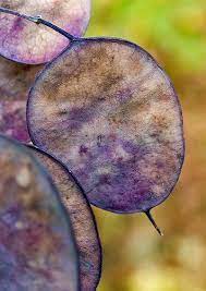 Honesty Seed Pods Seed Pods Seeds Planting Flowers