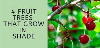 (unless you know how to graft them or know someone who does.) mango trees that were if your mango tree was grown in a shade house, gradually get it used to the sun first. 4 Fruit Trees That Grow In Shade Thrive Cuisine