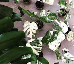 Monstera Variegata Verzorging Plantje Nl Planten Kamerplanten Plants Monsteravariegata Verzorging Kamerplanten Monstera Planten