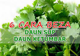 Ketumbar adalah salah satu rempah wajib yang harus ada di dapur. 6 Cara Bezakan Daun Sup Dan Daun Ketumbar Paling Mudah