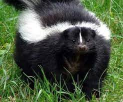 How To Deskunk A Human Cleaning Guides Skunk Smell Getting Rid Of Skunks Skunk Spray