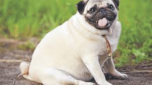Funny dogs funny animals fat dogs huge dogs funny dog pictures dog crate dog memes mans best friend your dog. A Fat Dog Isn T Cute It S A Serious Problem Inquirer Lifestyle