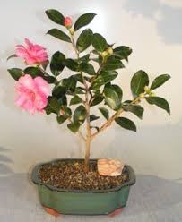 Porcelain white, fully double flowers from fall through january. Flowering Camellia Sasanqua Bonsai Tree Shishi Gashira