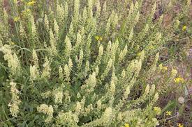 Image result for Resedaceae