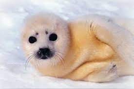Der seelöwe hat sich wie andere robbenarten . in millionen von jahren immer stärker an ein leben im meer angepasst. Robben Und Seekuhe
