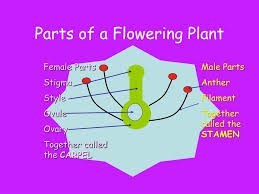 Most flowers are hermaphrodite where they contain both male and. Ppt Flowering Plants Powerpoint Presentation Free Download Id 4883687