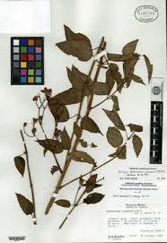 Image result for Antherotoma densiflora