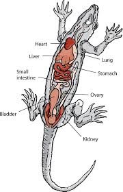 Description And Physical Characteristics Of Reptiles All