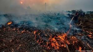 Membutuhkan waktu tidak sebentar untuk bisa memadamkan hutan yang terbakar. Greenpeace Pengawasan Dan Penegakan Hukum Solusi Kebakaran Hutan Indonesia