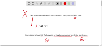 Check spelling or type a new query. Solved True Or False The Plasma Membrane Is The Outermost Component Of All Cells Explain