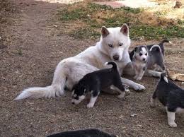German shepherd dogs border collie cavoodle labrador golden retriever dachshund chihuahua puppies for sale jack russell staffy rottweiler husky kelpie pomeranian. Dogs Puppies For Sale In Colorado Springs Ebay Classifieds Kijiji Page 1 Pet Dogs Puppies Siberian Husky Puppies Puppies