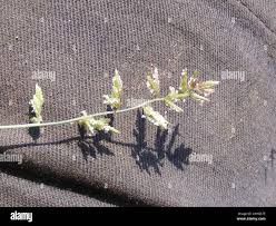 Image result for Eragrostis nindensis