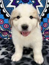 Wells' Providence Pyrenees...