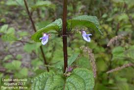 Image result for Isodon