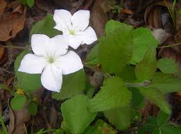 Image result for Cycnium