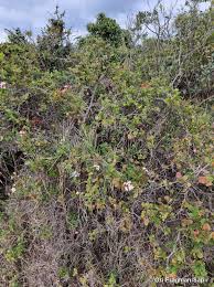 Image result for Carissa bispinosa