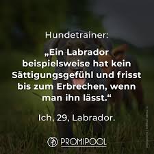 Lustige Und Witzige Spruche Witzige Spruche Lustige Spruche Spruche