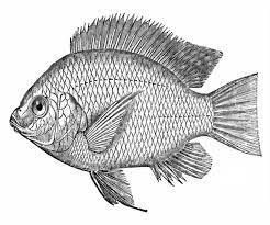 We did not find results for: 9 Sketsa Gambar Ikan Hias Dan Ikan Konsumsi Yang Mudah Dibuat