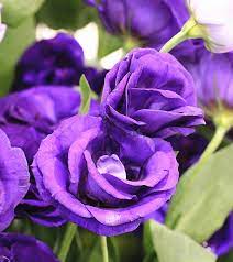 If you're not a gardener and prefer to buy your roses, the challenge can be finding them find just when. Top 10 Most Beautiful Purple Roses