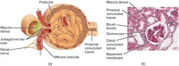 • identification of blood vessels as arteries, capillaries or veins from the structure of their walls. Renal Blood Flow And Its Regulation Anatomy And Physiology Ii