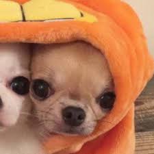 Matching Icons In 2020 Dog Icon Cute Icons Matching Profile Pictures