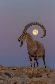 We did not find results for: Moon Perfectly Centered In This Nubian Ibex S Curved Horn Interestingasfuck