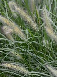 Image result for Cenchrus biflorus