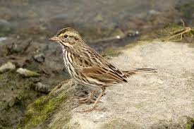 Explore over 350 million pieces of art while connecting to fellow artists and art enthusiasts. Details Savannah Sparrow Birdguides