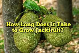 In contrast, trees in northern latitudes usually grow a lot more slowly, often less than a meter or two per year. How Long Does It Take To Grow Jackfruit Rockets Garden