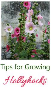 The tall spiked flower stalk at the back of the garden with single or double blossoms of yellow or shades of pink and red is likely to be a hollyhock (alcea rosea). Growing Hollyhocks A Traditional Cottage Garden Favorite
