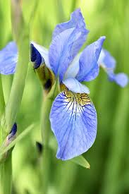 No matter which blue you want, we probably have it. 11 Native Blue Flowers For The Garden Gardener S Path