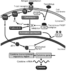 Image result for Tacrolimus