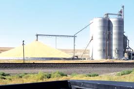 Wheat harvest shows low-yield, so far