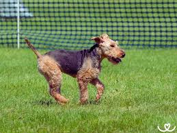 Image result for velšteriér