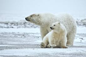 Polar bear, great white northern bear found throughout the arctic region. Polar Bear Facts And Adaptations Ursus Maritimus