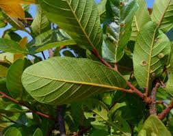 Image result for Monotes