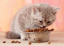 Anda dapat mempersingkatnya dengan mengunjungi 2 link terkait berikut atau makanan ini ada dua tipe yakni makanan basah dan kering, kelebihan makanan ini mempunyai nutrisi dan protein yang relatif bagus. 10 Rekomendasi Merek Makanan Kucing Murah Yang Bagus Koran