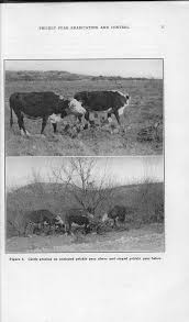 Slowly as the day progressed the pain grew and grew until my entire wrist was sore, and my hand across the line of my. Http Agrilife Org Sonora Files 2015 12 Prickly Pear Eradication And Control Pdf