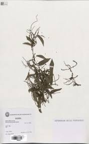 Image result for Dioscorea praehensilis