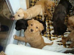 Highly rated activities with free entry in lexington: Free Puppies York Pa All Puppies Now Have Homes