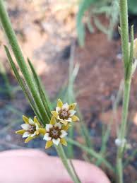 Image result for Aspidoglossum glabellum