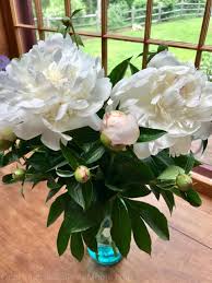 Based on frost dates based on moon dates. Gardening In New England I Need Your Help With Plant Identification One Hundred Dollars A Month