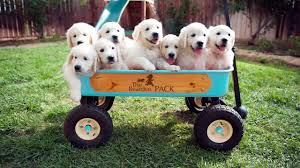 English golden retriever breeders and trainers. English Golden Retriever Puppies Youtube