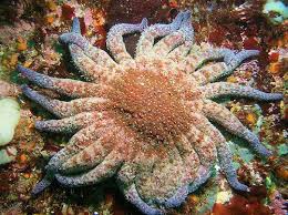 They eat sea urchins, snails, clams, sea cucumbers, crabs and even other sea stars. Picnik Edits Sunflower Star Sea Star Sea Fish Animals