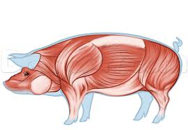 Pig Anatomy Drawing Step By Step Farm Animals Animals Free Online Drawing Tutorial Added By Dawn December Anatomy Drawing Pig Illustration Human Drawing