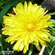 The soul needing dandelion flower essence feels a natural intensity and love for life. Grandparents Of The Forest
